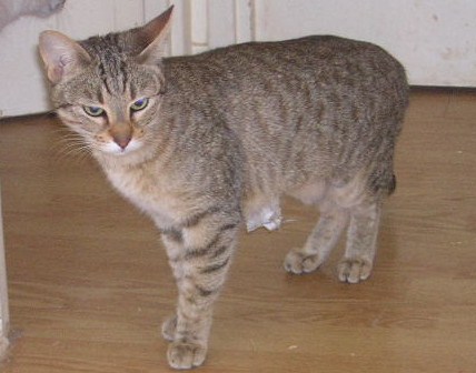 chatte noisette