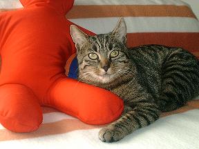 chat chafou