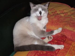jade3.JPG