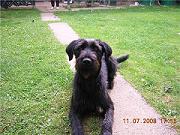 chienne chipie