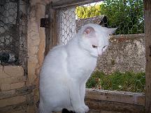chatte ballerine