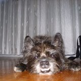 chien hudson