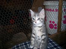 chatte dolphine