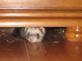 Amidou fait sa carpette sous une armoire !!! Mon petit plumeau !!!