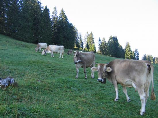 rencontre yvonand