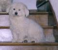 UMBERTO