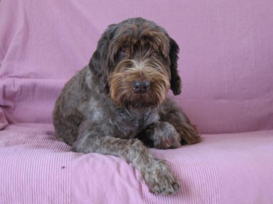 chienne coquine