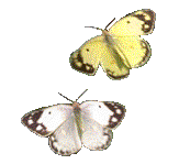 papillon06.gif