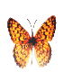 papillon2.gif