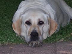 chien papaye