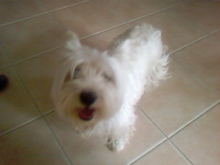 chienne choupette