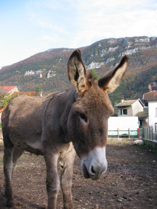 Saphir