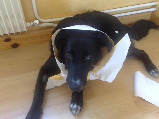 duke1.jpg
