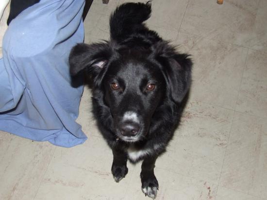 duke