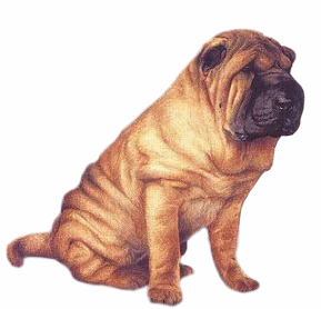 Shapei