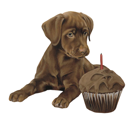 Labrador chocolat