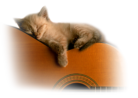 Chat mélomane