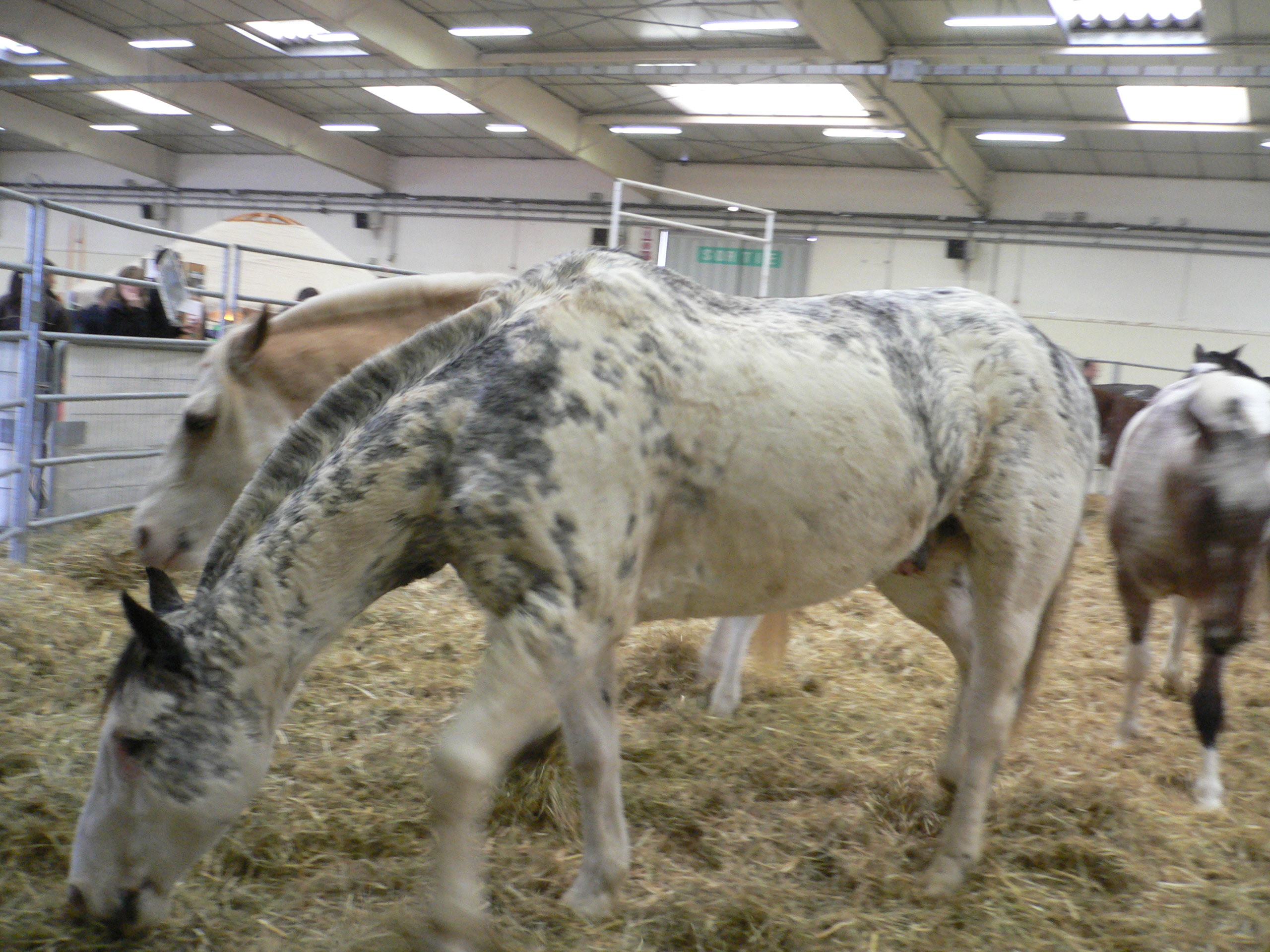 forum rencontre cheval