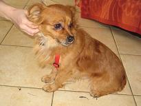 chien pirikito