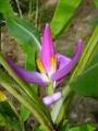 Musa ornata