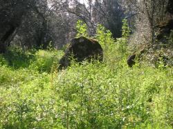 DSCN1529.JPG