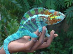 Caméléon panthère