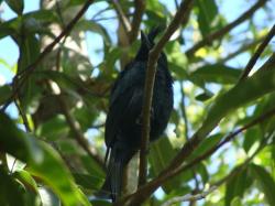 Oiseau Drongo
