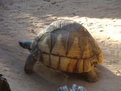 Tortue à socles