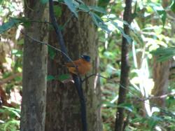 Oiseau de paradis