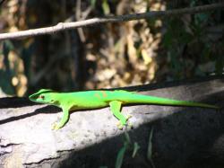 Gecko sur tronc
