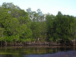 Mangrove