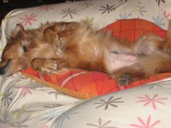 périkito qui dort.jpg