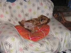 périkito sur la banquette.jpg