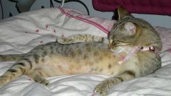 noisette adoptée