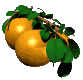 aliments35.gif