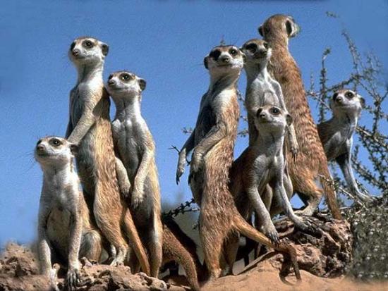 Suricates et album de photos pieuses