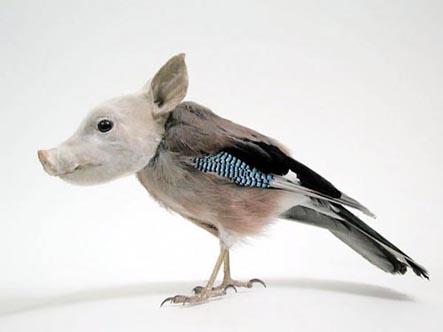 http://s1.e-monsite.com/2009/03/08/resize_550_550/12701794cryptotaxidermi-jpg.jpg