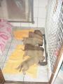 les bebes de Bounty