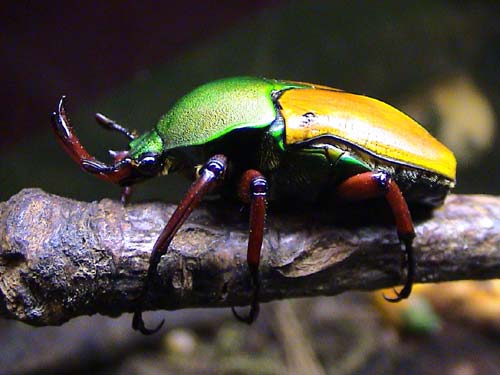 Pourquoi les insectes sont-ils devenus petits ?