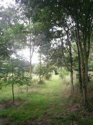 le parc boisé de Kerhir