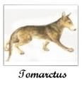 Tomarctus.jpg