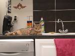 noisette adoptant.jpg
