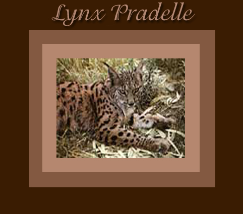 lynx praelle.jpg
