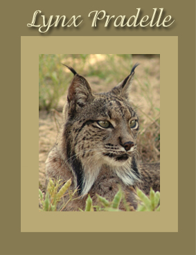 lynx praelle2.jpg