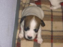 petit male