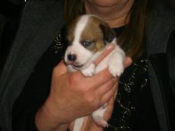 petit male