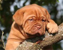 detail_dogue-de-bodeaux-chiot.jpg