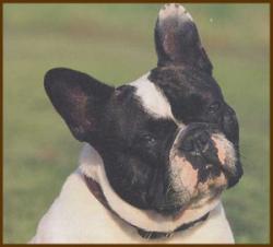 bouledogue_francais4.jpg