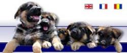 Animaux sans fronti�res