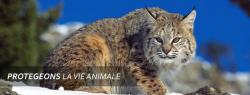 http://www.animal-passion.be/